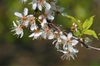Prunus americana