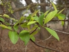 Prunus angustifolia