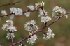Prunus angustifolia