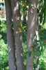 Prunus caroliniana