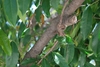 Prunus caroliniana
