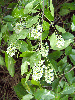 Carolina Cherry Laurel Flowers