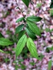 Prunus glandulosa