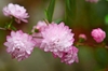 Prunus glandulosa