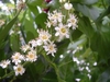 Raceme of white flowers with yellow hypanthia.