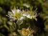 Close-up of white flowers with yellow hypanthia & green pistils