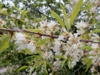 Flowers and leaves