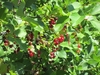Red berries and green leaves.