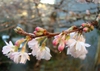 Flowers on a branch