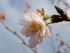 Close up of flower