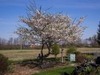 Prunus x yedoensis