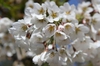 Prunus x yedoensis