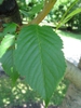 Leaf