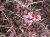 Pink flowers of a wild almond tree