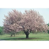 Form in bloom