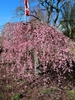 Cascading form of tree with pink flowers