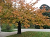 Form in fall