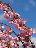 Pink 5-petaled flowers