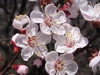 Flower detail
