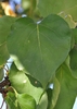 Leaf detail