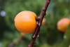 Mature fruit