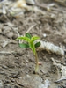Seedling