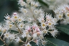 Prunus caroliniana