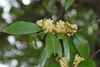 Carolina Cherry Laurel Flowers