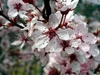 Flower close-up