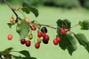Fruits, leaves and stem