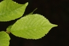 Leaf detail