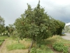Tree form