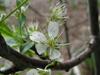 Prunus domestica 'Stanley'