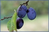 Prunus domestica subsp. insititia 'Shropshire Prune'