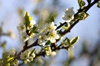 Prunus domestica subsp. insititia 'Shropshire Prune'