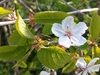 Flower detail and leaves