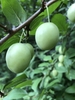 Unripe fruit and stem