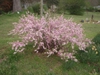 Prunus glandulosa