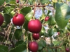 Red round fruit of a hollyleaf cherry