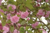 Leaves and blooms