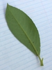 Back of leaf with glands near the midvein