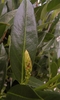 Glossy, lanceolate leaves & very young inflorescence bud