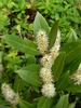 Erect racemes of white flowers held above glossy foliage.