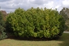 Dense, mounding shrub with medium textured foliage.