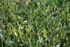 Glossy, lanceolate leaves & very young inflorescence buds