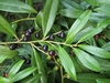 Stem with Lancelot dark green leaves & dark blue berries