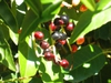 Ripe fruits