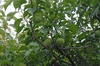 Fruit