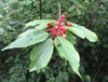 Fruit and leaves