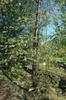 Form